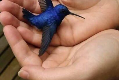 Thumbnail for Did You Know That If a Hummingbird Comes to Your Home, It Means Something Special?