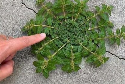 Thumbnail for Just one leaf of this plant is worth a gold mine!
