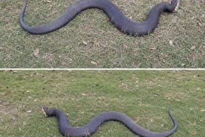 Thumbnail for An Unexpected Encounter With a Copperhead Changes a Day in the Woods